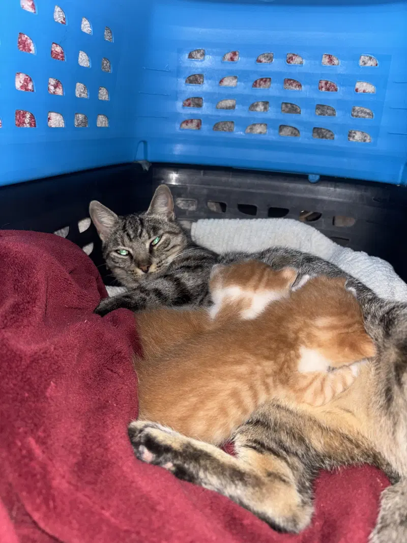Bunny, a young female cat up for adoption