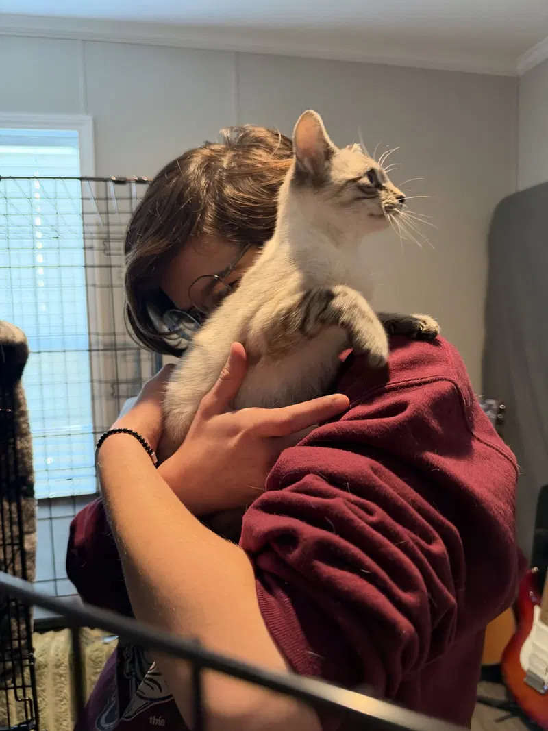 Armadillo, a kitten up for adoption