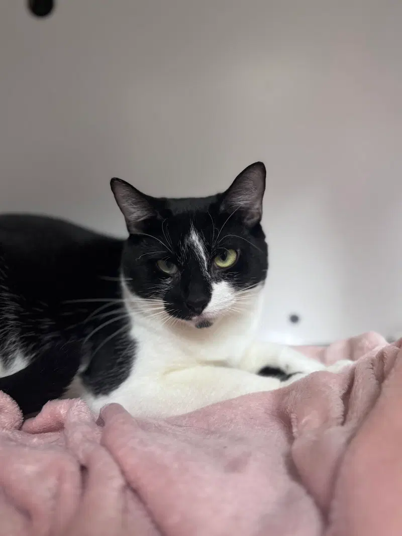 Towns Bonded Pair, an adult female cat up for adoption