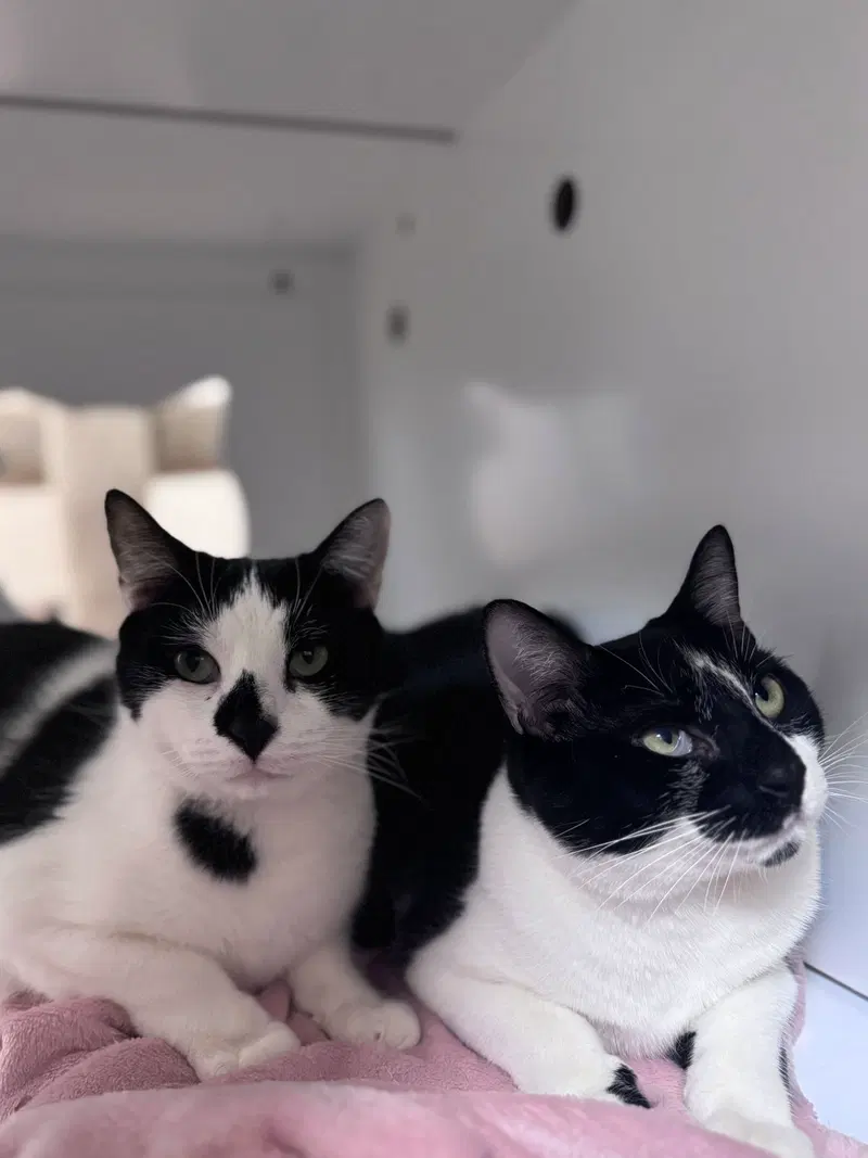 Towns Bonded Pair, photo 4