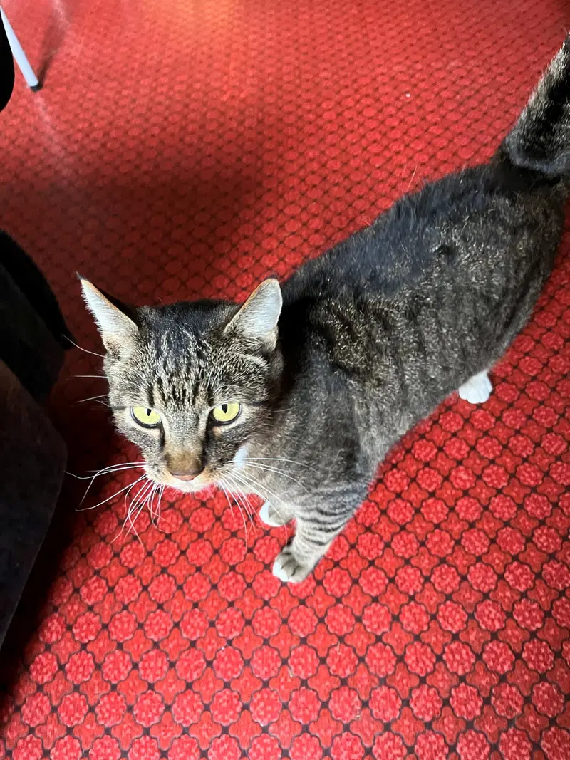 Tiger, photo 2