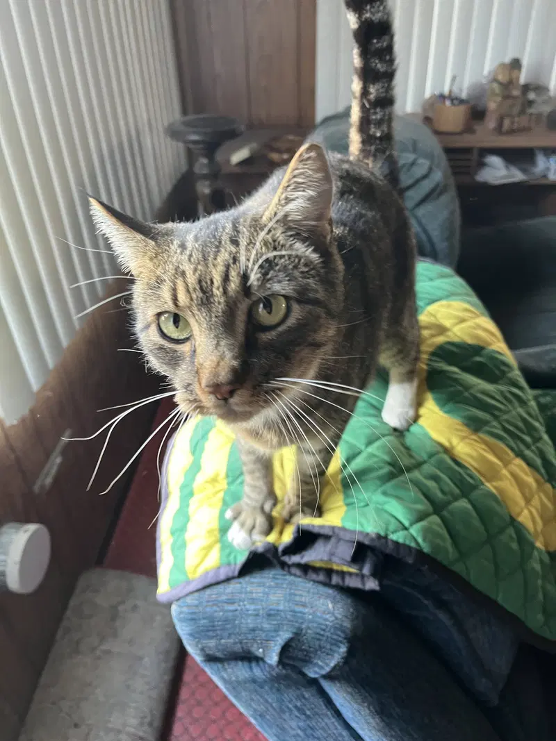 Tiger, photo 3