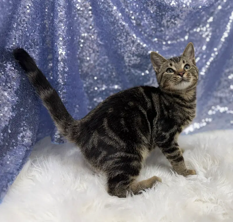 Oscar, up for adoption near Helen, GA