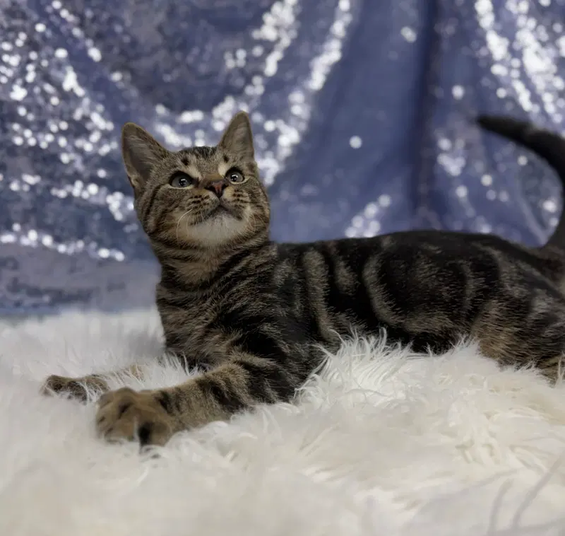 Oscar, photo 2
