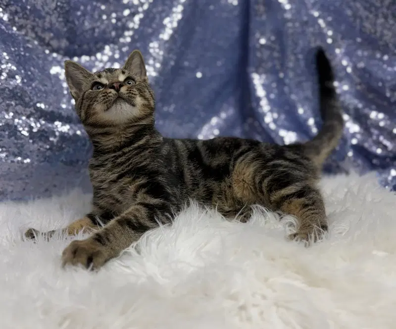 Oscar, photo 3