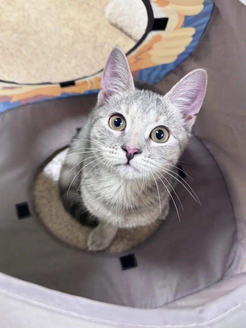Betty, a female kitten up for adoption