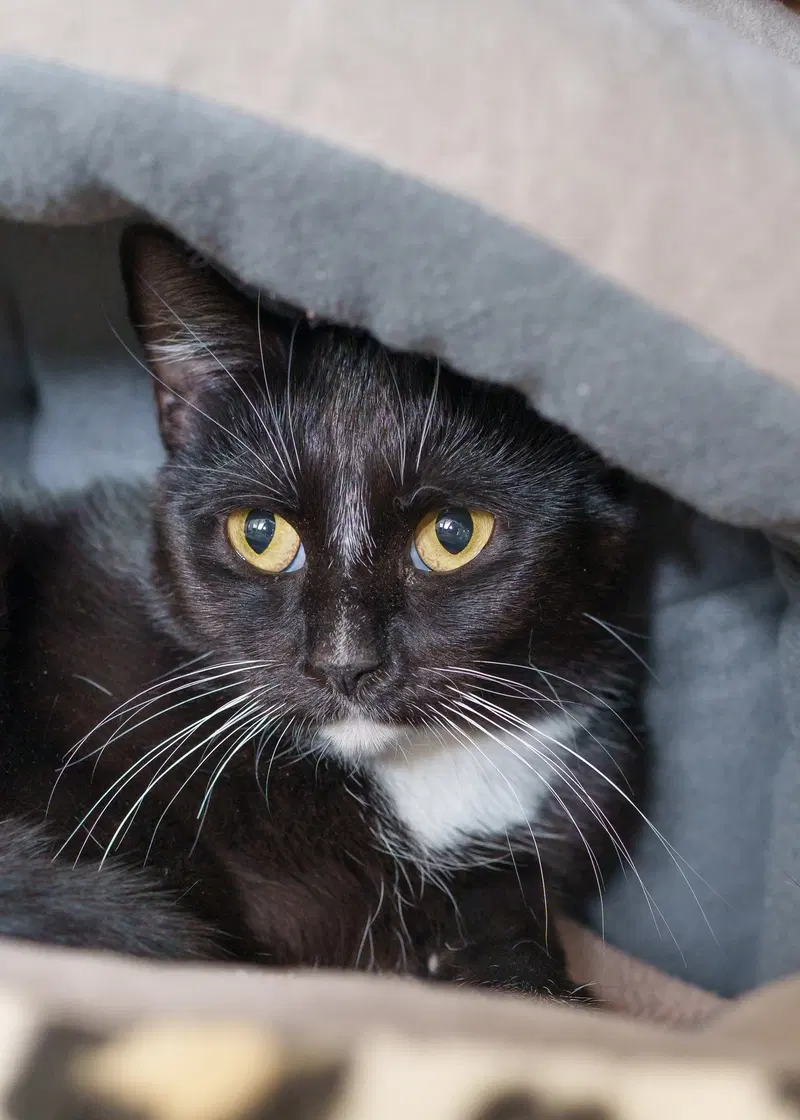 Dolly, an adult female cat up for adoption