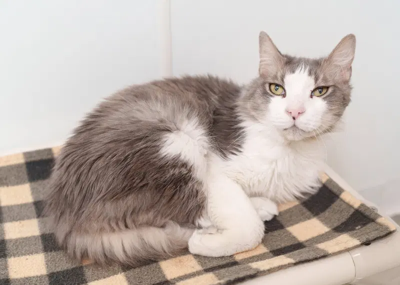 Michelob, a senior male cat up for adoption