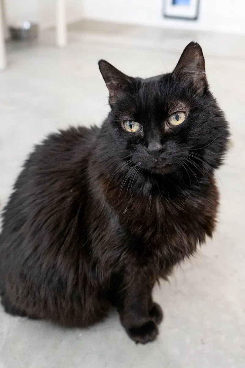 Sunnie, a senior female cat up for adoption