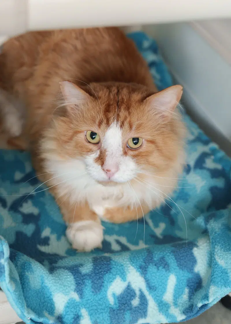 Rusty, an adult male cat up for adoption