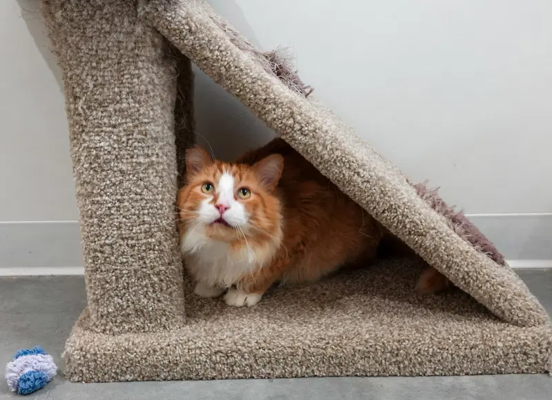 Rusty, photo 4