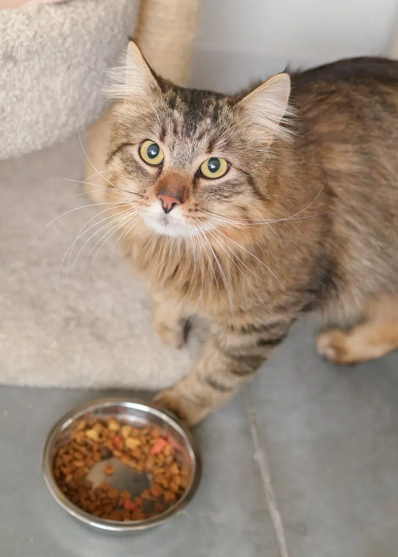 Scooter, an adult male cat up for adoption