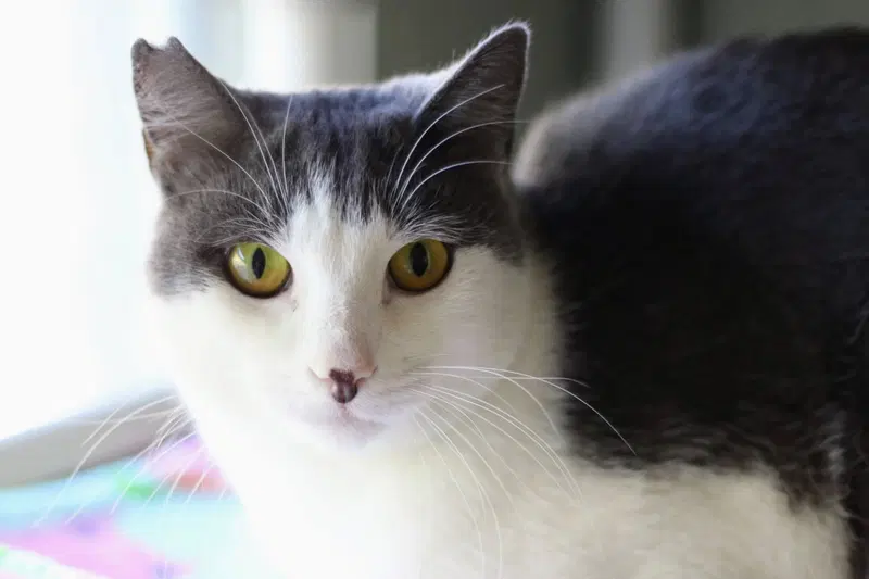 Sitka, an adult male cat up for adoption