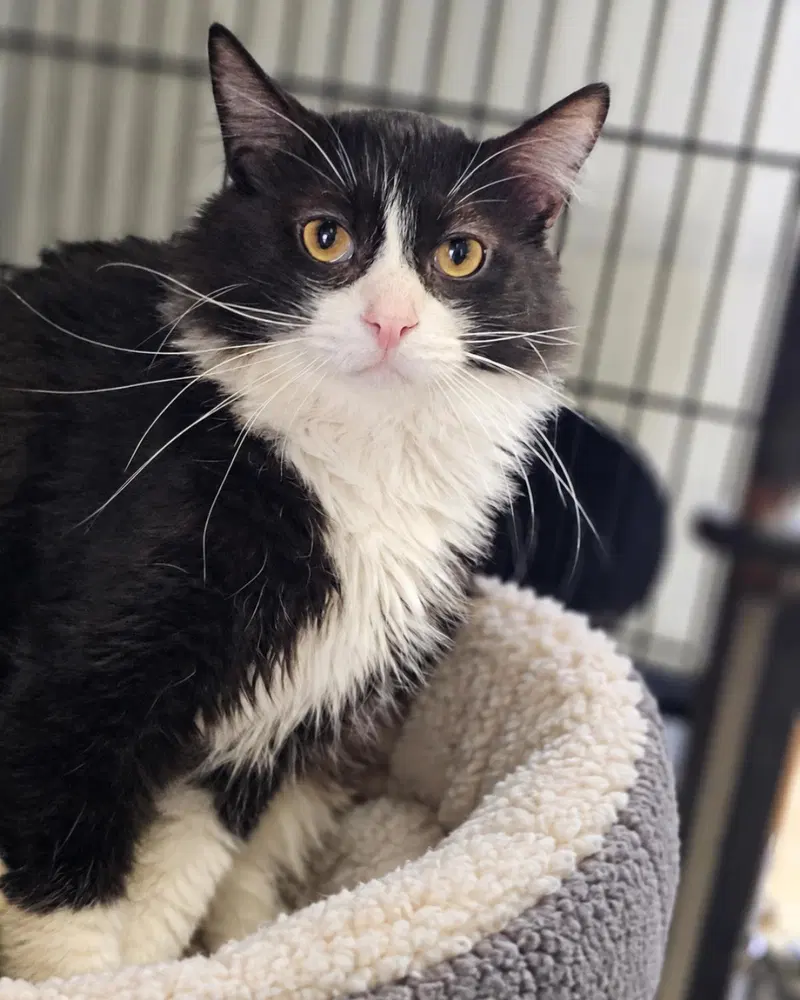 Julian, an adult male cat up for adoption