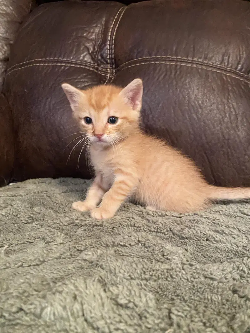 Macaroon, a male kitten up for adoption