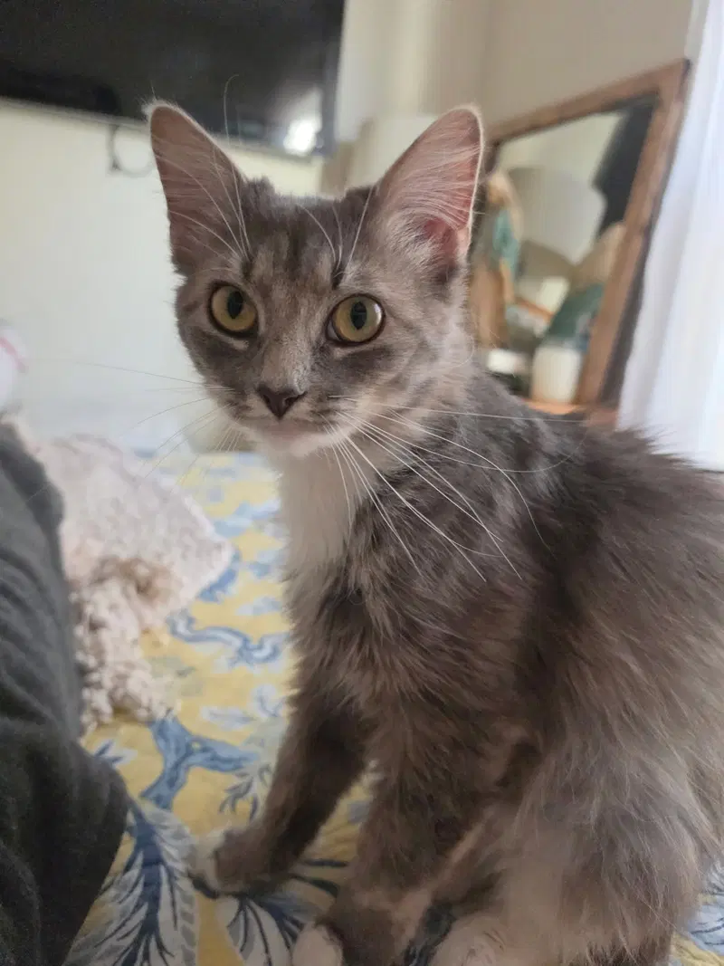 Molly A, a young female cat up for adoption