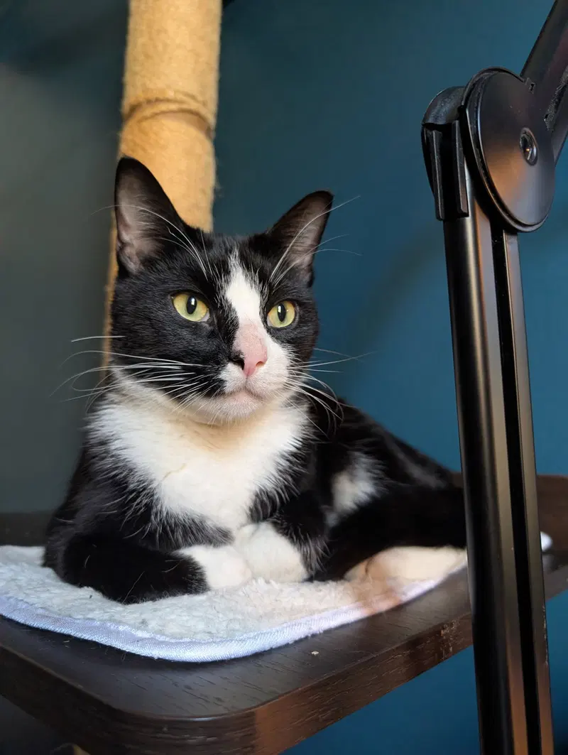 Finley, an adult male cat up for adoption