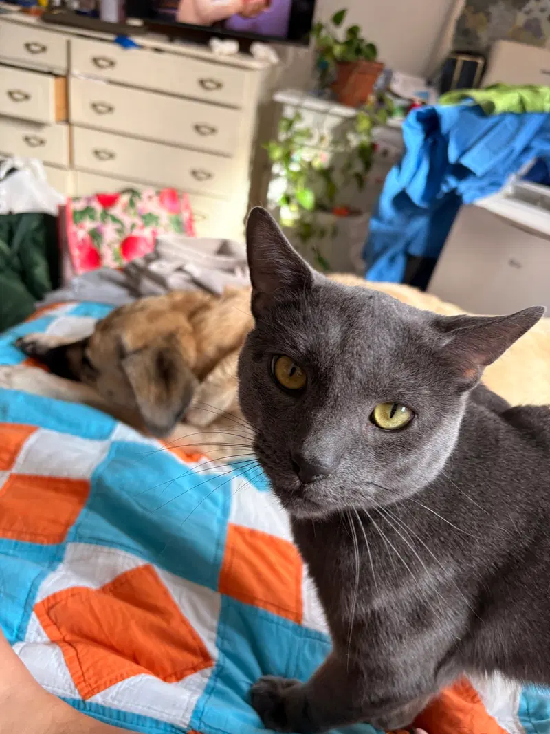 Griffin, an adult male cat up for adoption