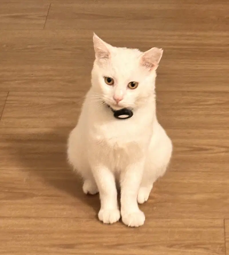 Nandi, an adult male cat up for adoption