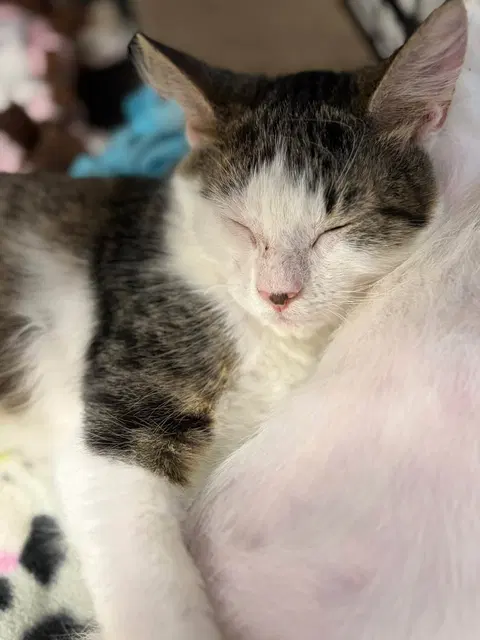 Watch the video of Milo