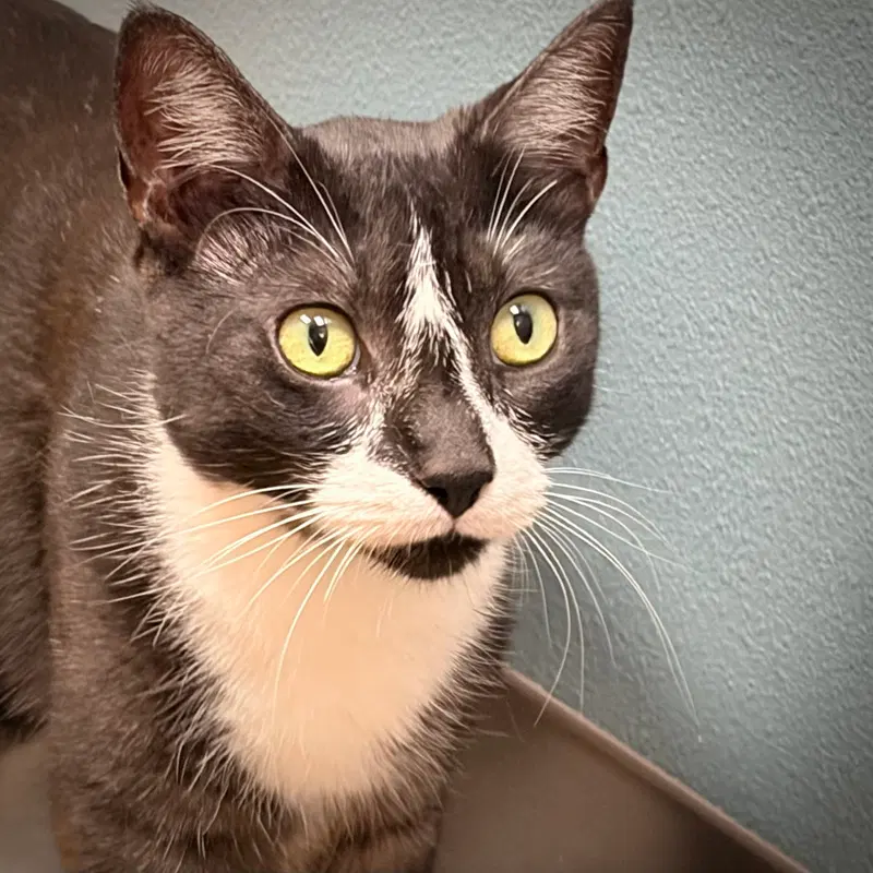 Xaden, an adult male cat up for adoption
