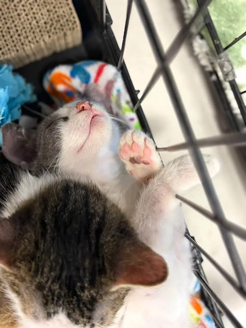 Max, a male kitten up for adoption