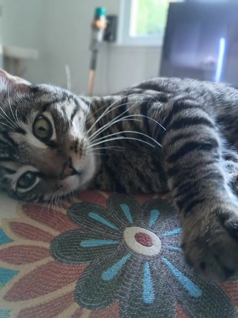 Odie, a young male Tabby cat up for adoption