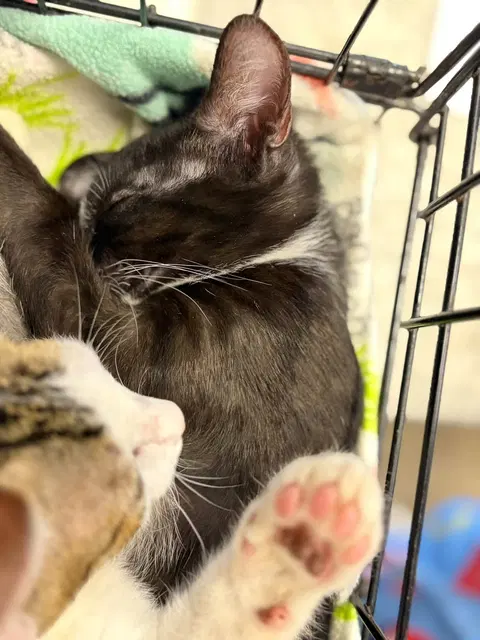 Watch the video of Millie
