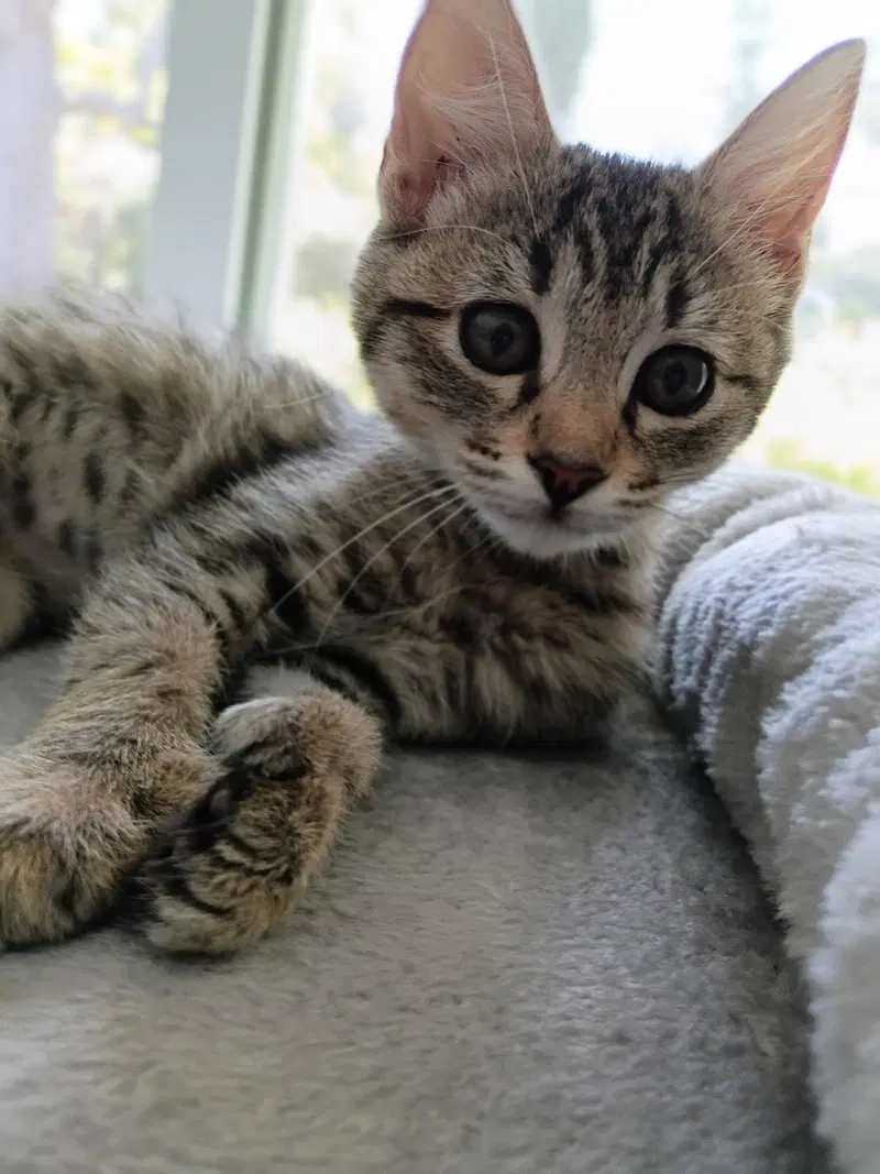 Celeste, a female Tabby kitten up for adoption