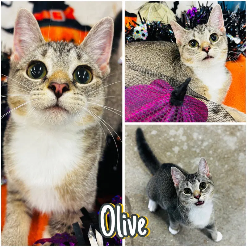 Olive, a female kitten up for adoption