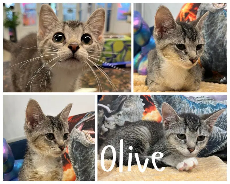 Olive, photo 2