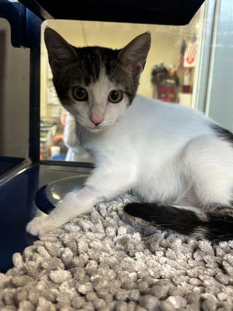Glazed Donut, a male kitten up for adoption