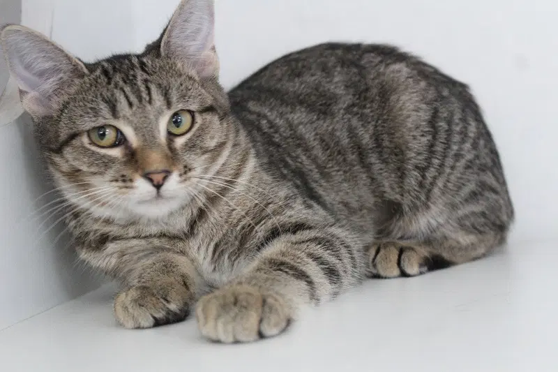 Plum, a female kitten up for adoption