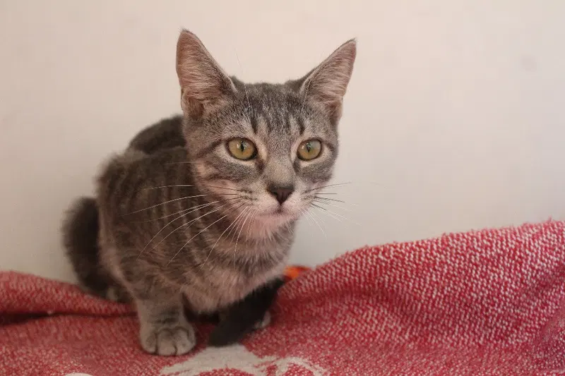 Shake, a female kitten up for adoption
