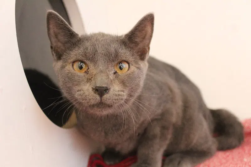 Roll, a male kitten up for adoption
