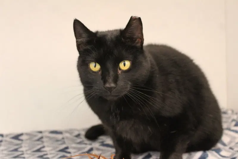 Black Raspberry, an adult female cat up for adoption