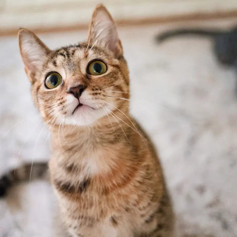 Anna, a young female cat up for adoption