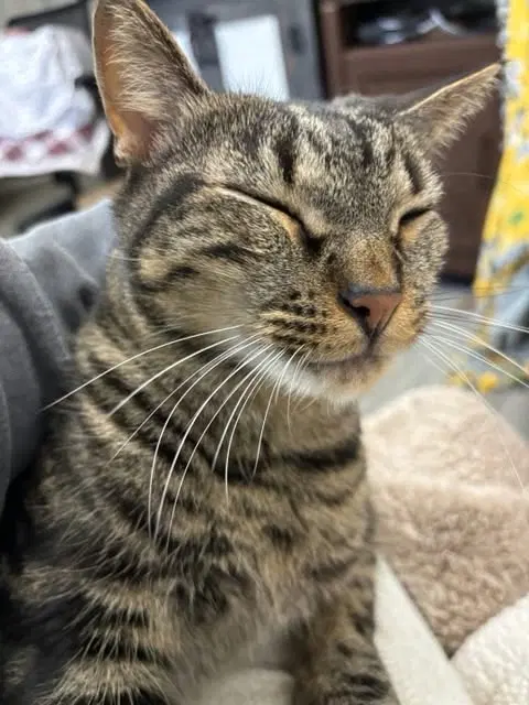 Tigrillo, an adult male cat up for adoption