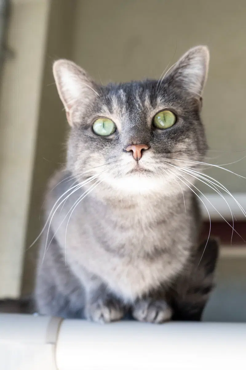 Lowtus, an adult female cat up for adoption