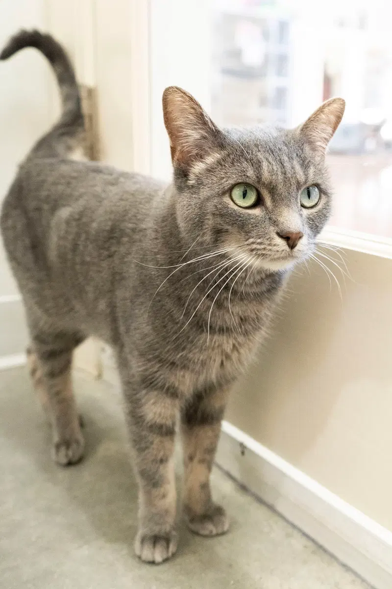 Camile, an adult female cat up for adoption