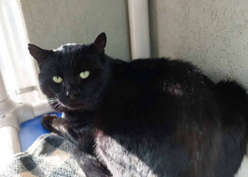 Luther, an adult male cat up for adoption