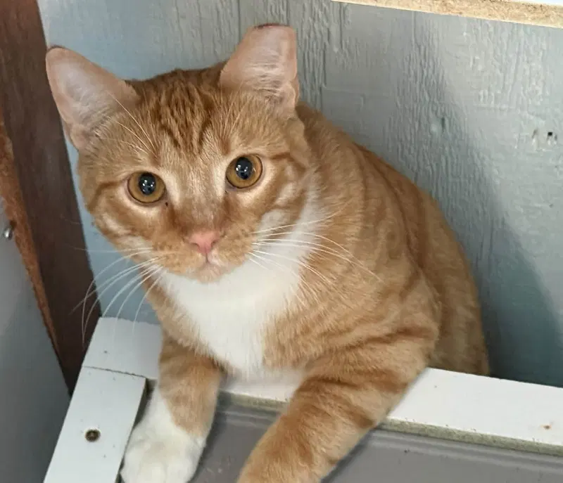 Sonny, a young male cat up for adoption