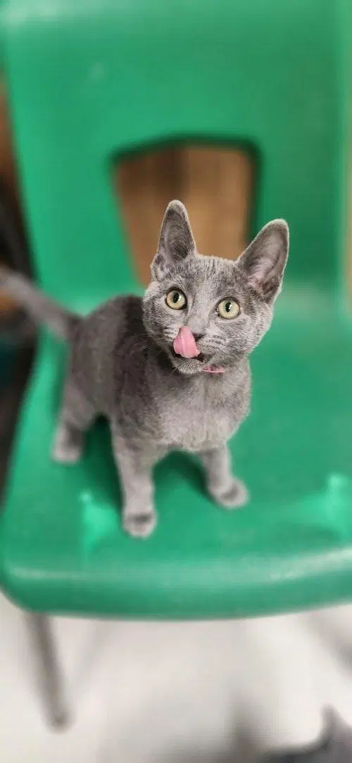 Kitten, a female Russian Blue kitten up for adoption