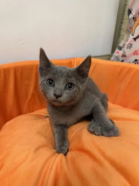 Kitten, photo 2