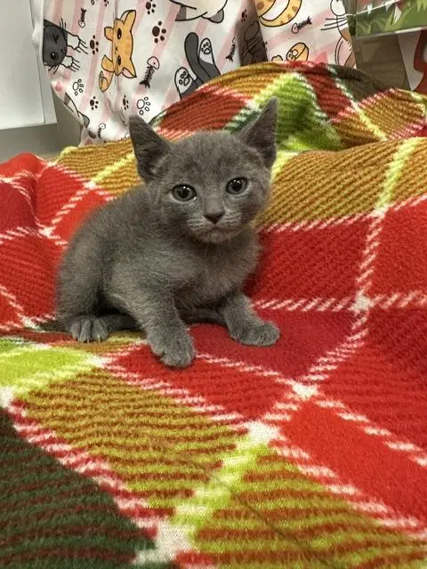 Kitten, photo 3