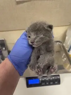 Kitten, photo 4