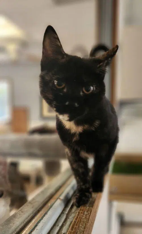 Kitten, a female Tortoiseshell kitten up for adoption