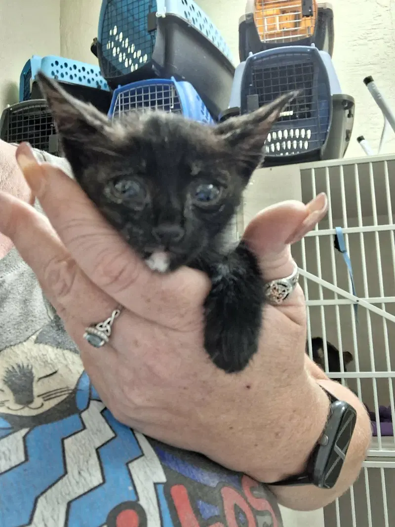 Kitten, photo 2