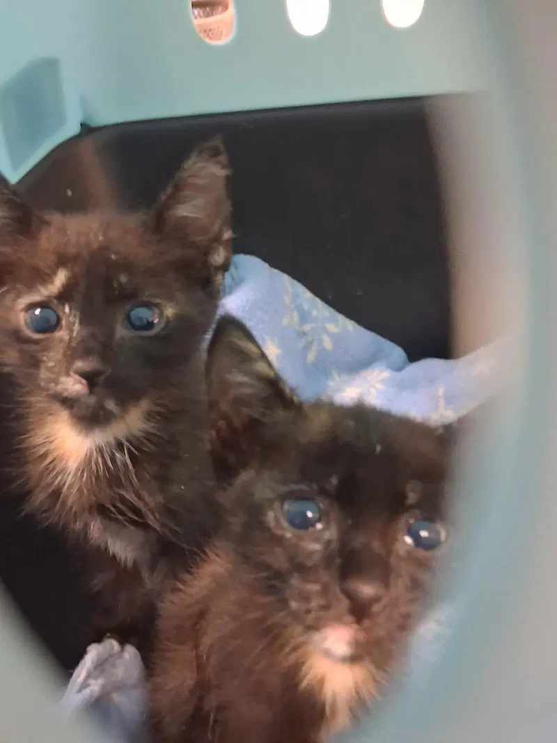 Kitten, photo 3