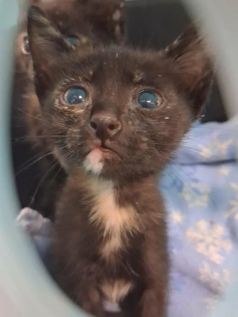 Kitten, photo 4